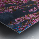 Blossoming...  Metal print
