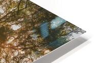 Sunlit Canopy HD Metal print
