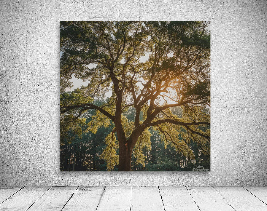 Sunlit Canopy Wall Preview