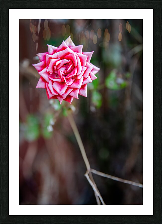 Fading Rose Picture Frame Printing