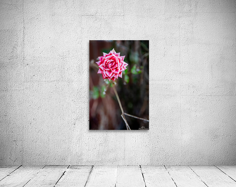 Fading Rose Wall Preview