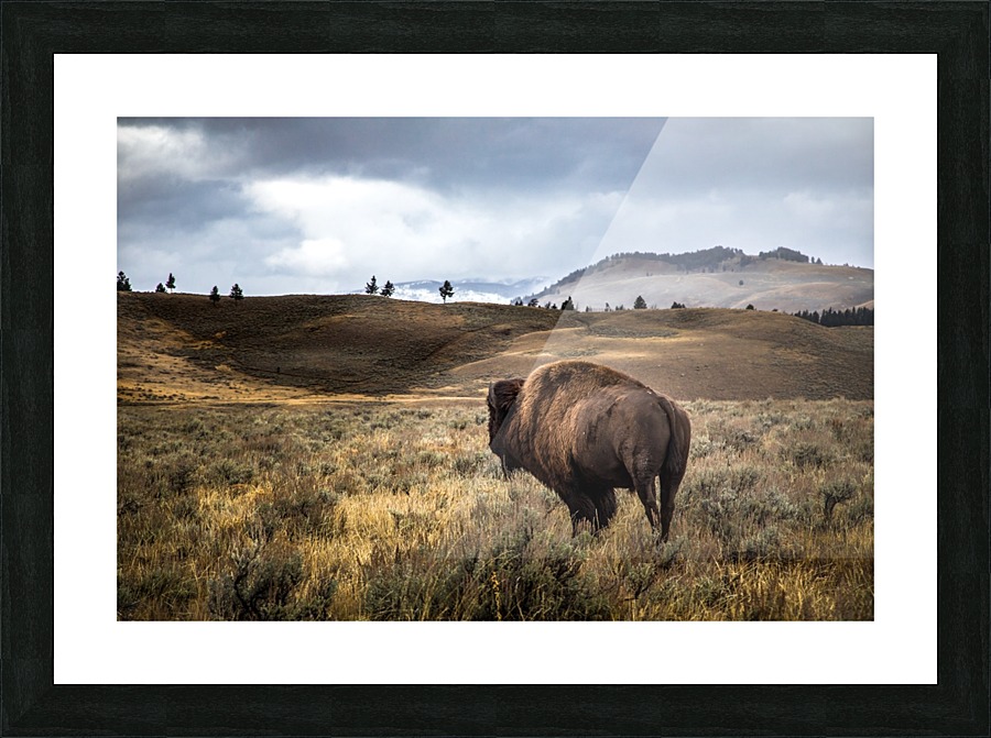 Stormy Bison Picture Frame print