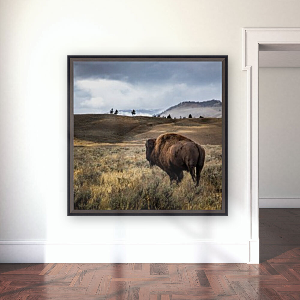 Stormy Bison Reproduction