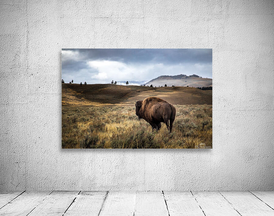 Stormy Bison Wall Preview