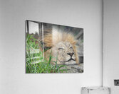 Sleeping Lion Acrylic Print