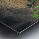 Sleeping Lion Metal print