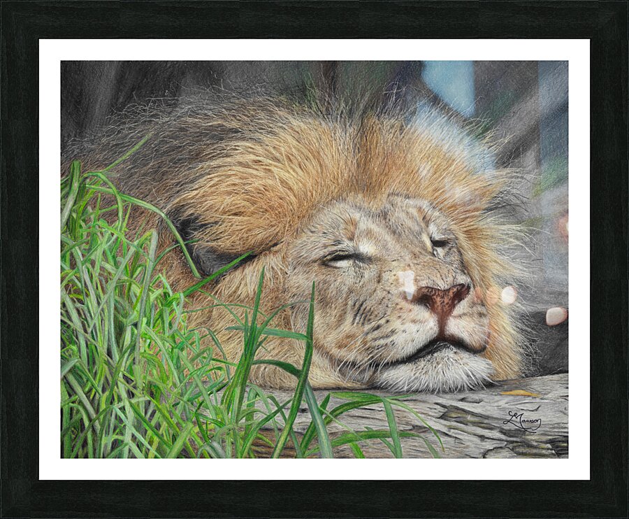 Sleeping Lion Picture Frame print