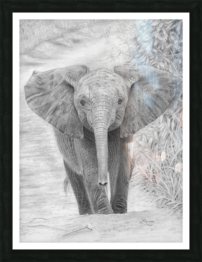 Young Elephant Picture Frame print