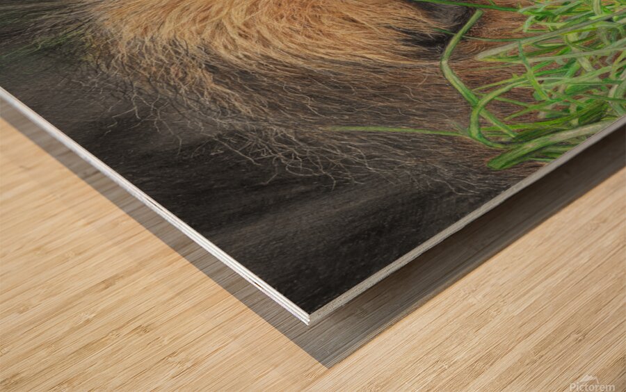 Sleeping Lion Wood print