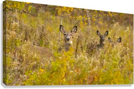 IMG 7239 Edit Canvas Print