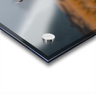 yakynuka Red deer are the iconic wildlife of the Acrylic print