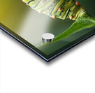 metamorphosis Acrylic print