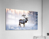 A reindeer searches for grass sprouts in the snow Acrylic Print