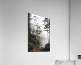  Foggy trees on the west coast Acrylic Print