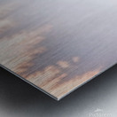 A reindeer searches for grass sprouts in the snow Metal print