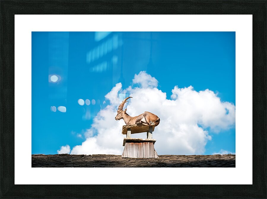 Alpine ibex goats Picture Frame print