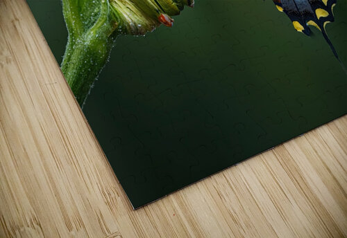 metamorphosis Joaquin Corbalan puzzle