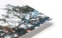  Foggy trees on the west coast HD Metal print