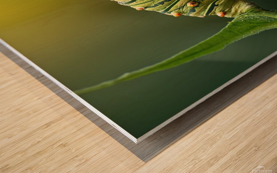 metamorphosis Wood print