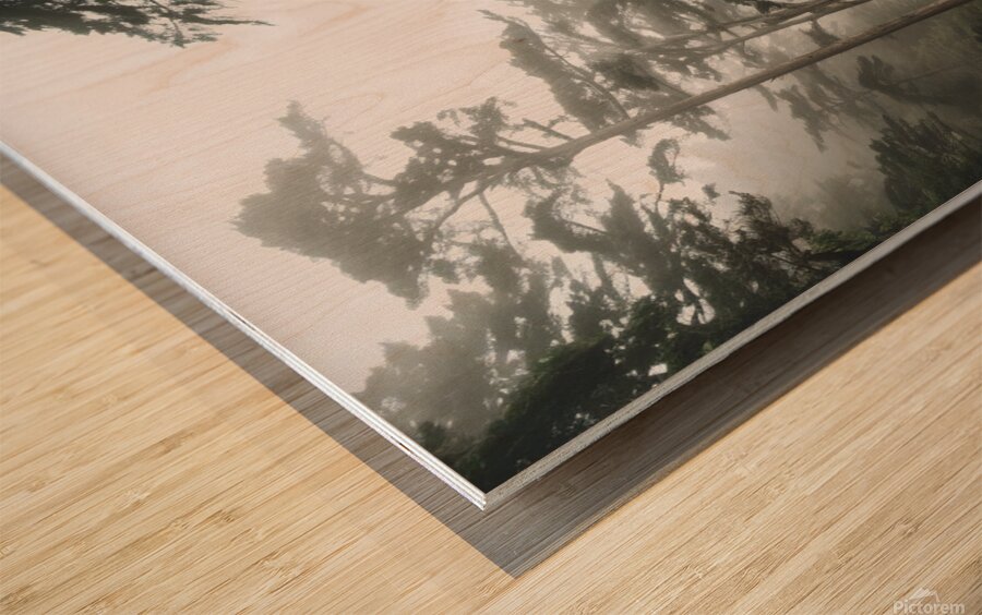  Foggy trees on the west coast Wood print