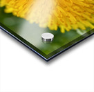Dandelion - Plain and Simple Acrylic print