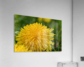 Dandelion - Plain and Simple Acrylic Print