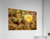 Cactus Flower in the Desert Acrylic Print