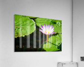 Como Conservatory - No. 4 Acrylic Print