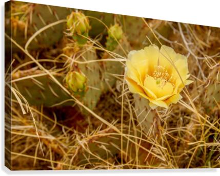 Cactus Flower in the Desert Canvas Print