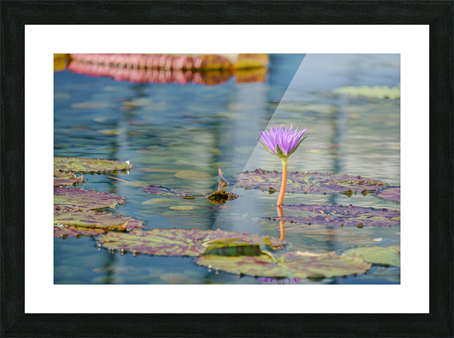 Como Conservatory - No. 1 Picture Frame print