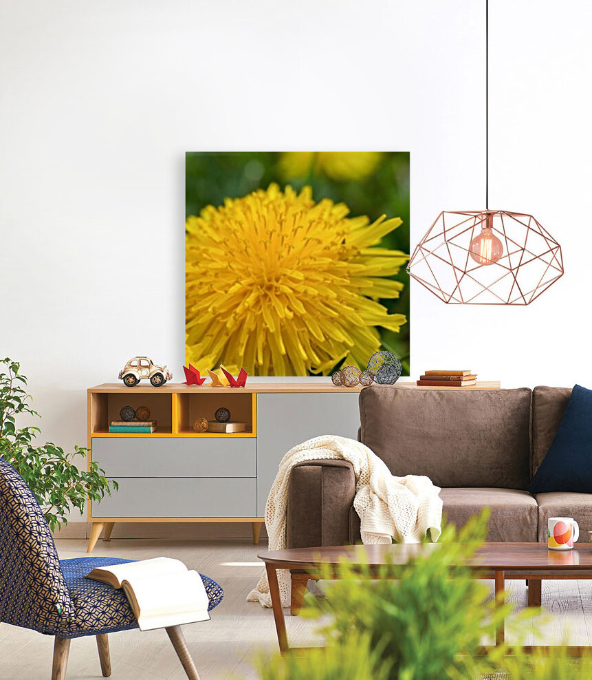 Dandelion - Plain and Simple Reproduction