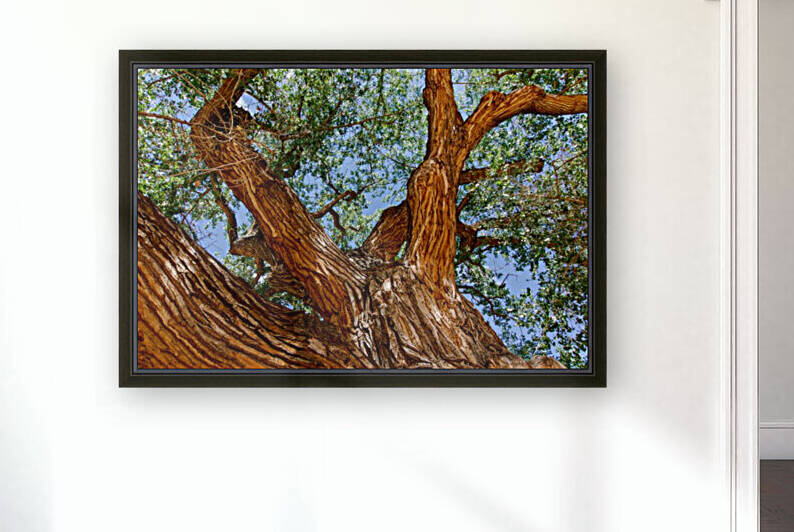 Old Cottonwood Tree in the Desert by RDCushing