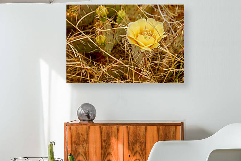 Cactus Flower in the Desert Reproduction