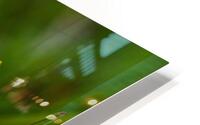 Dandelion - Plain and Simple HD Metal print
