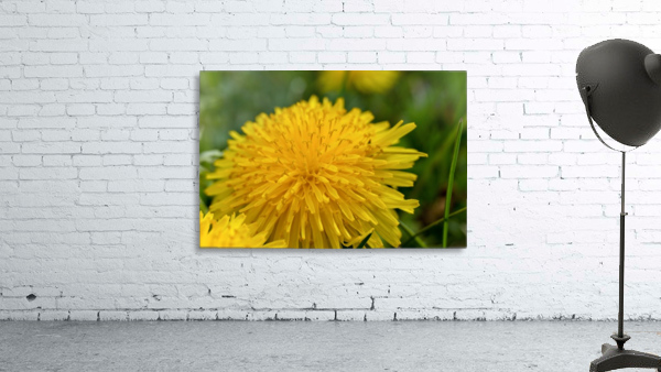 Dandelion - Plain and Simple Wall Preview