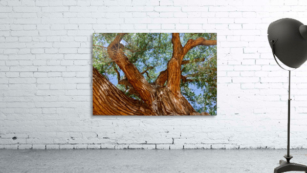Old Cottonwood Tree in the Desert by RDCushing Wall Art