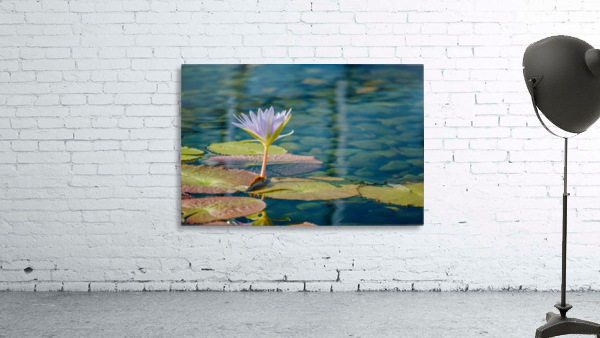 Como Conservatory - No. 3 Wall Preview