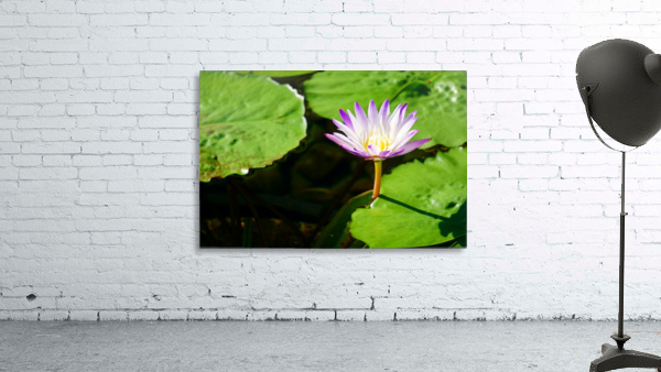 Como Conservatory - No. 4 Wall Preview