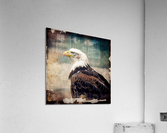 Bald Eagle 9 Acrylic Print