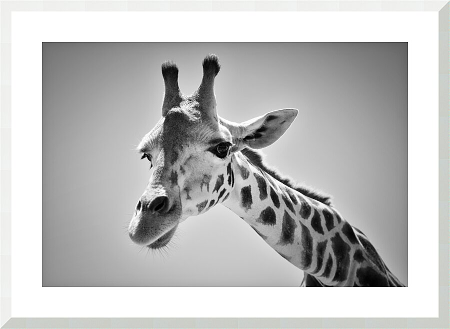 Giraffe | Black and White Picture Frame print