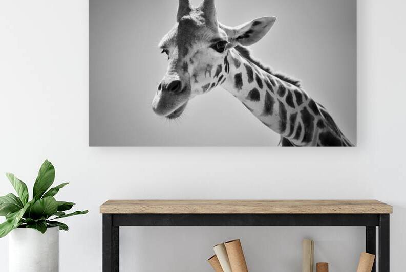 Giraffe | Black and White by Wildhood