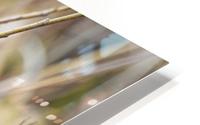 Sparrow in the Rush HD Metal print
