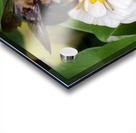 Busy As A Bee Acrylic print