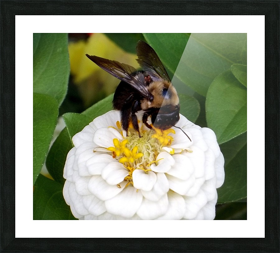 Busy As A Bee Picture Frame print