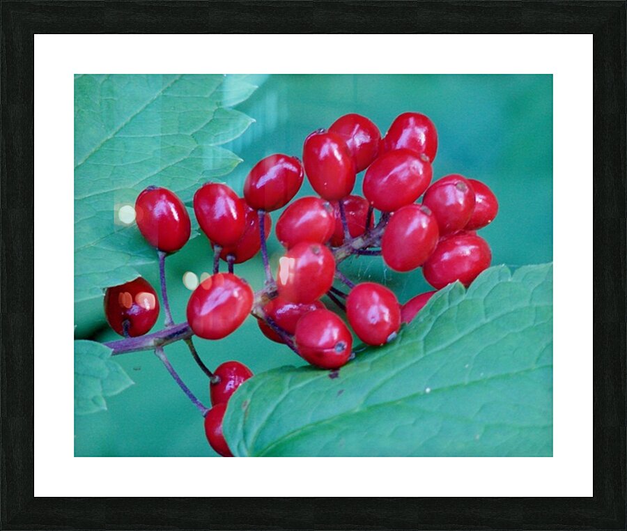       77. b.Holiday Berry Display                          Picture Frame print