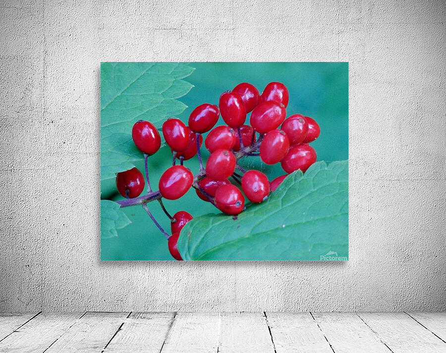       77. b.Holiday Berry Display                          Wall Preview