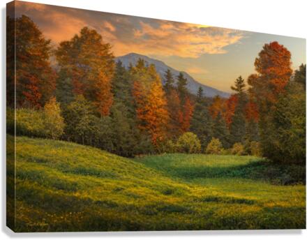 Forest Edge D