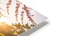 Blooming Cherry Blossoms HD Metal print