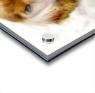 Cute Cocker Spaniel Puppy Acrylic print