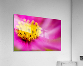 Pink Surprise Acrylic Print